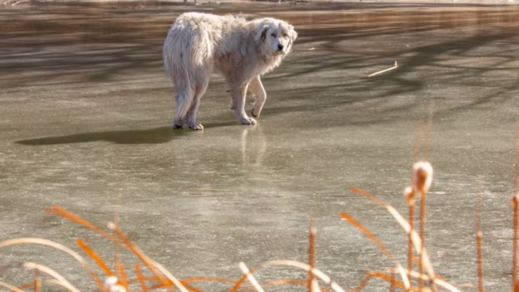 Dog Friendly Campsites Near Santa Fe, NM